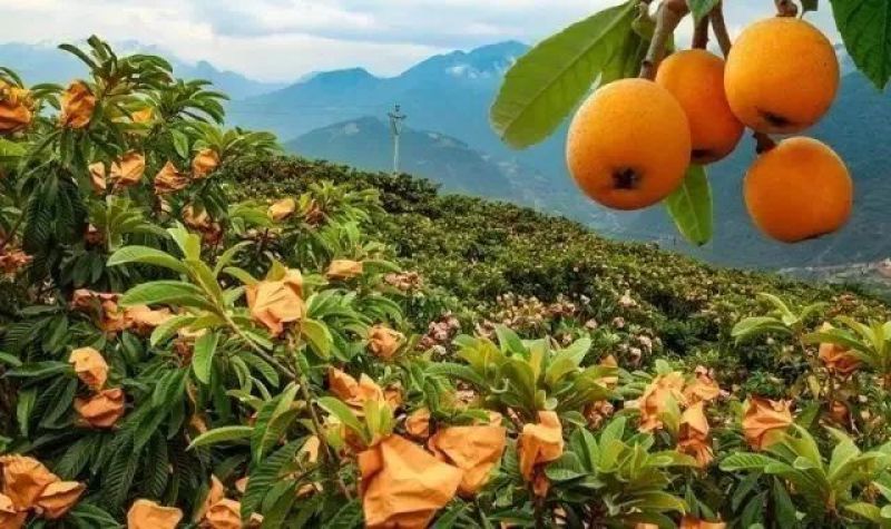 南江富硒枇杷