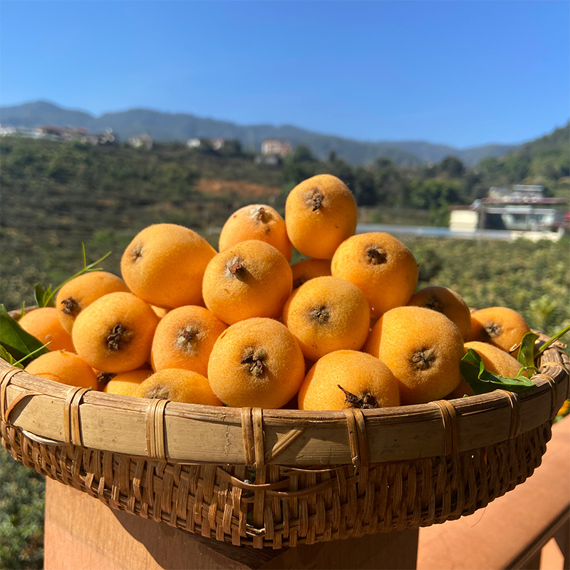 南江富硒枇杷
