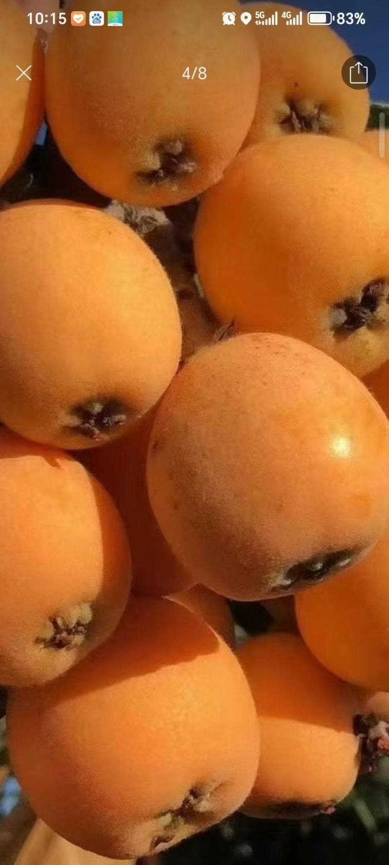 南江富硒枇杷