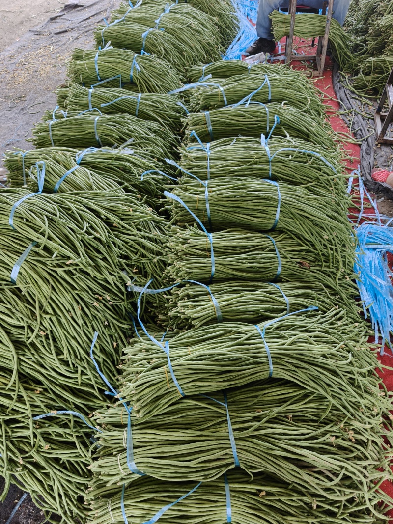 青条豆角丨电商丨超市丨市场丨质量保证，量大从优