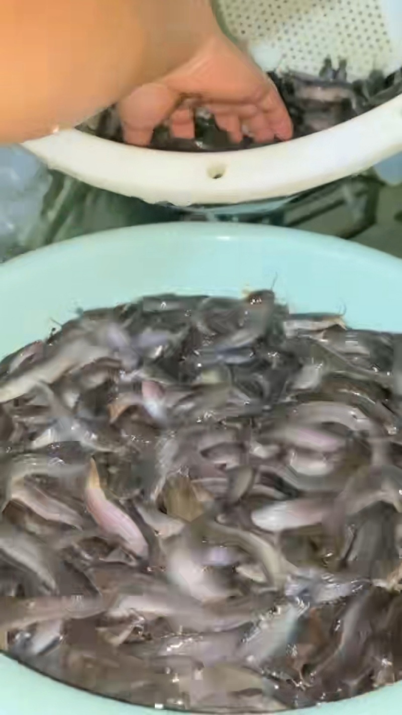 胡子鲶塘角鱼黄妃一号抗病能力强生长快量大从优