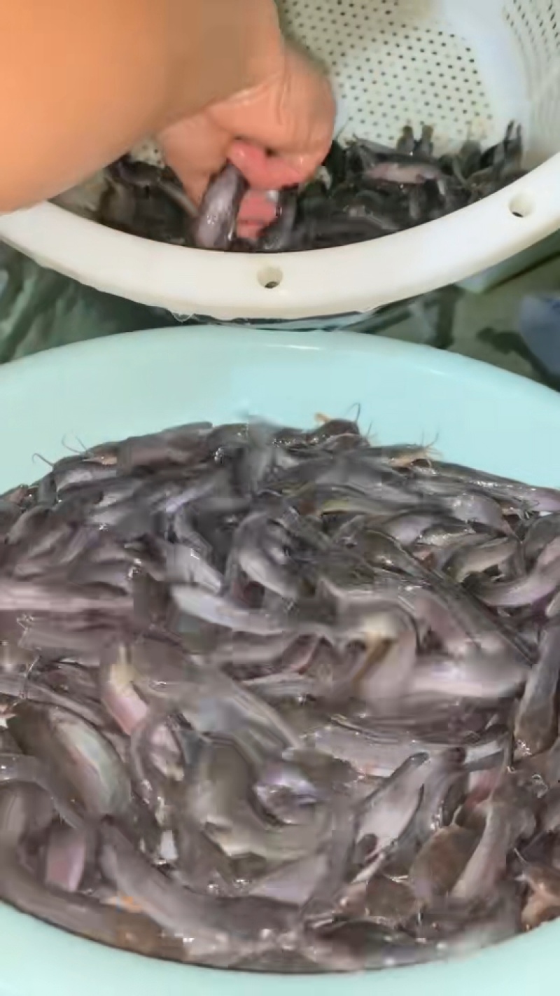 胡子鲶塘角鱼黄妃一号抗病能力强生长快量大从优
