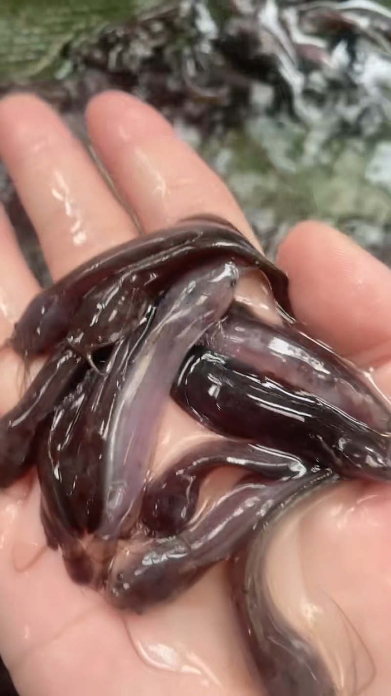 胡子鲶塘角鱼黄妃一号抗病能力强生长快量大从优