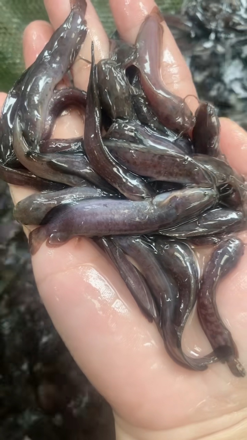 胡子鲶塘角鱼黄妃一号抗病能力强生长快量大从优