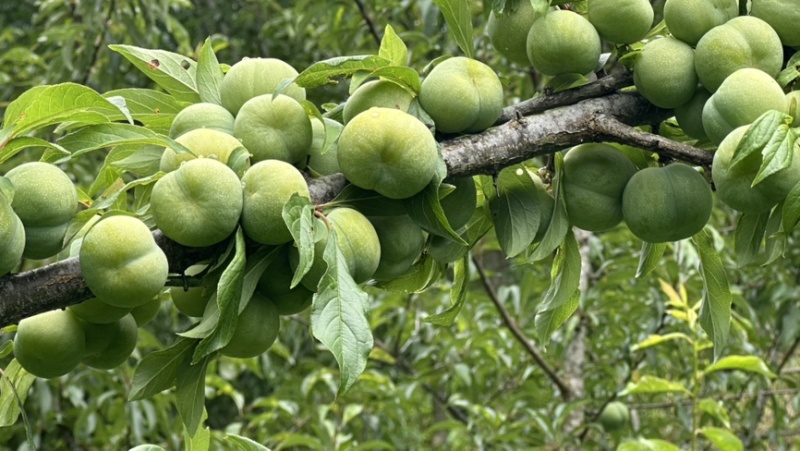 青脆李