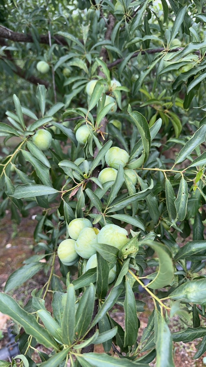 青脆李