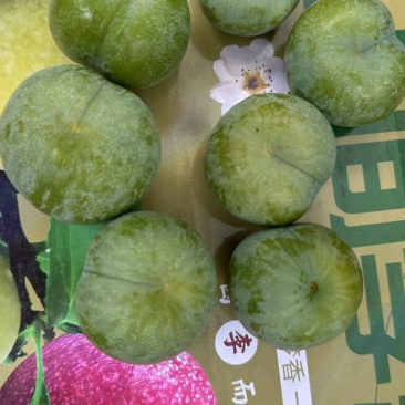 青脆李