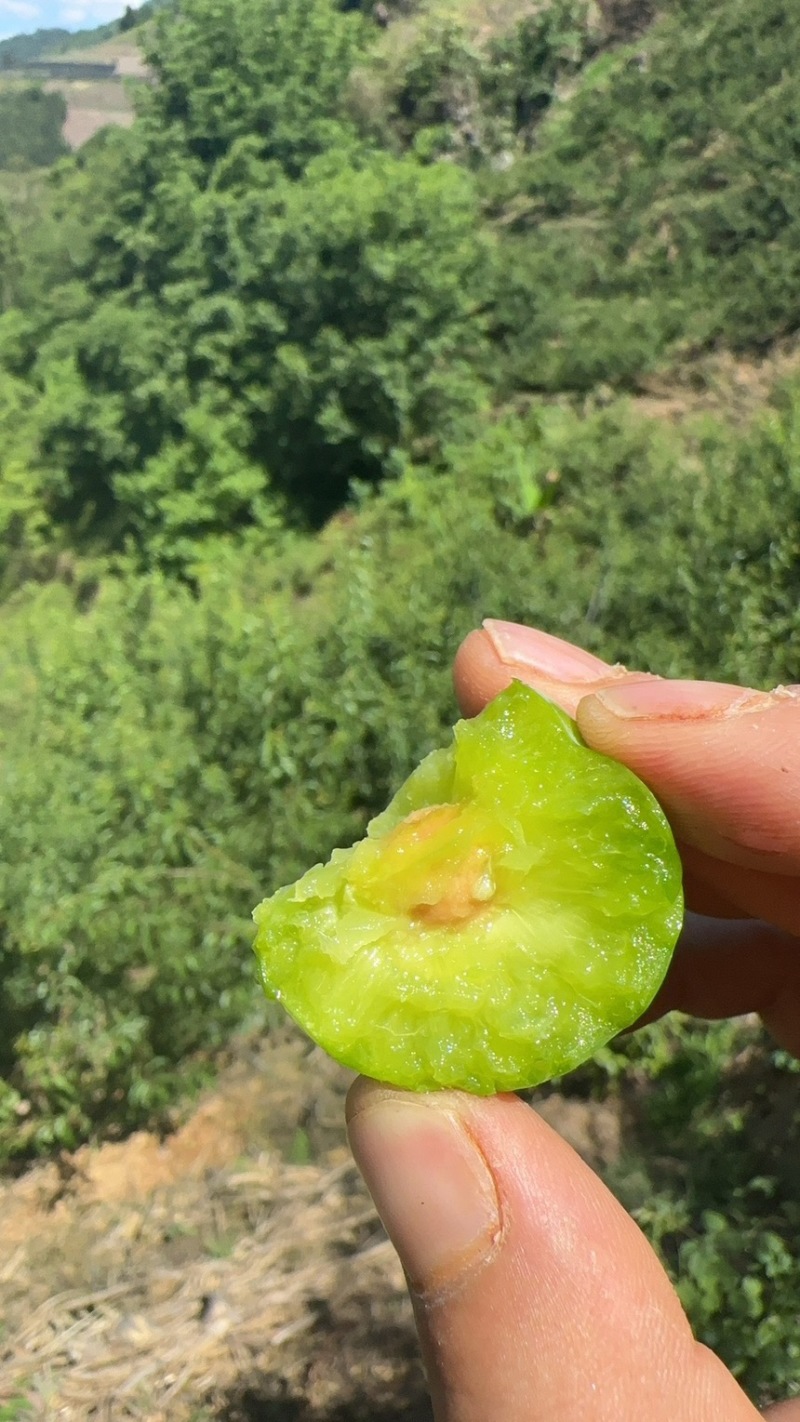 青脆李