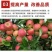 复合黄腐酸钾型微生物菌剂多效合一特加哈次枯草杆菌提高肥效
