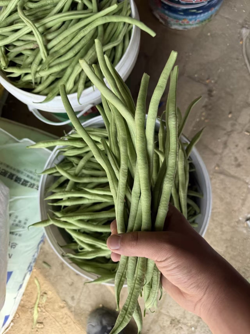 山西精品豆王一手货源新鲜采摘保质保量欢迎来电质询
