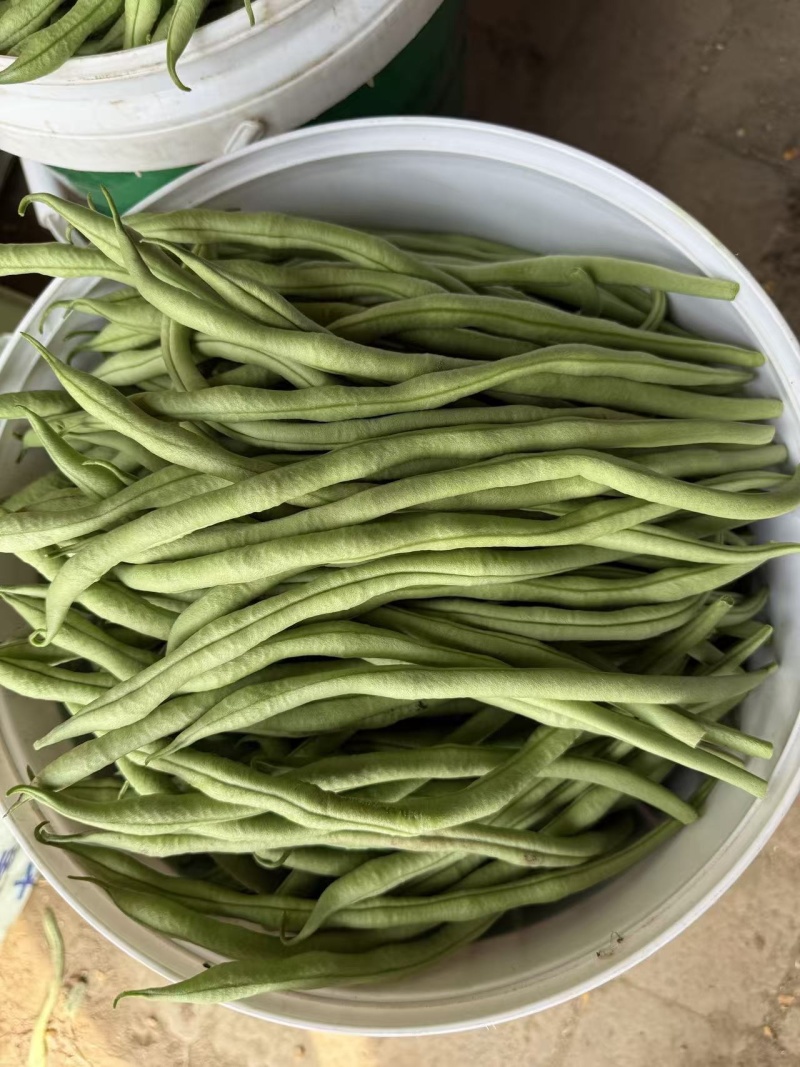 山西精品豆王一手货源新鲜采摘保质保量欢迎来电质询