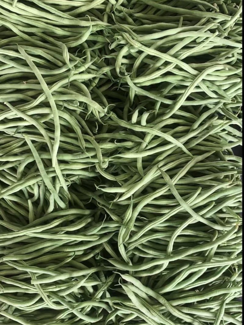 山西精品豆王一手货源新鲜采摘保质保量欢迎来电质询