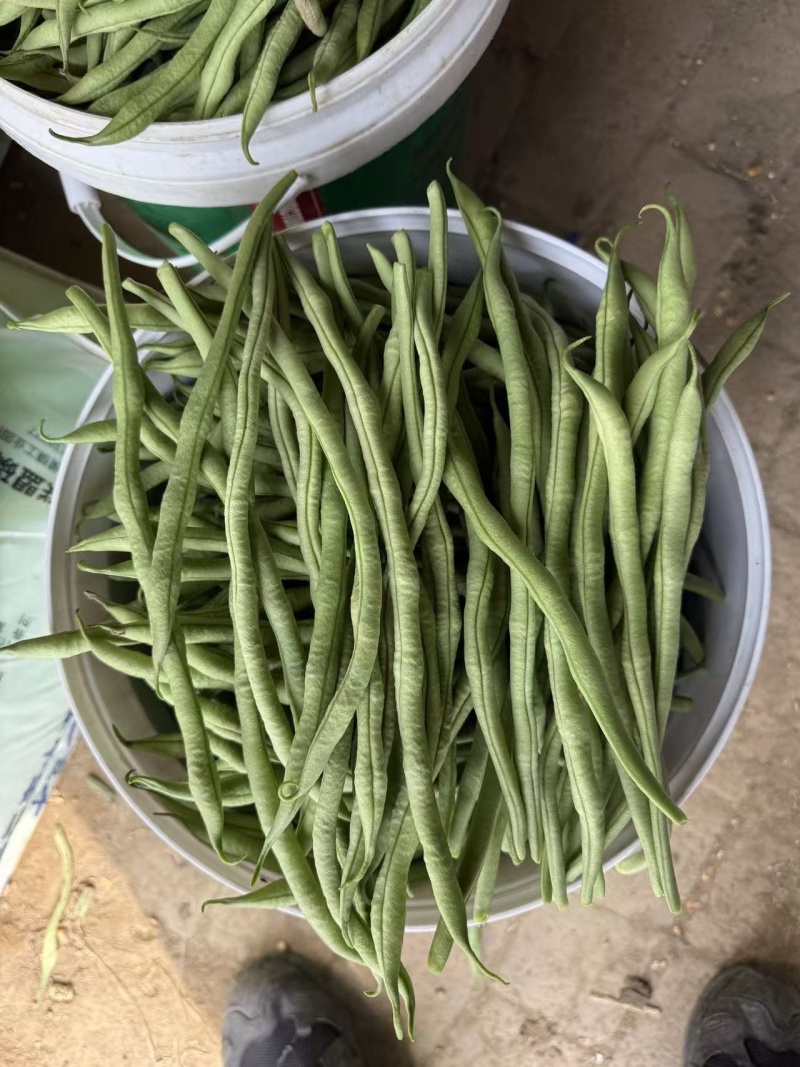 山西精品豆王一手货源新鲜采摘保质保量欢迎来电质询
