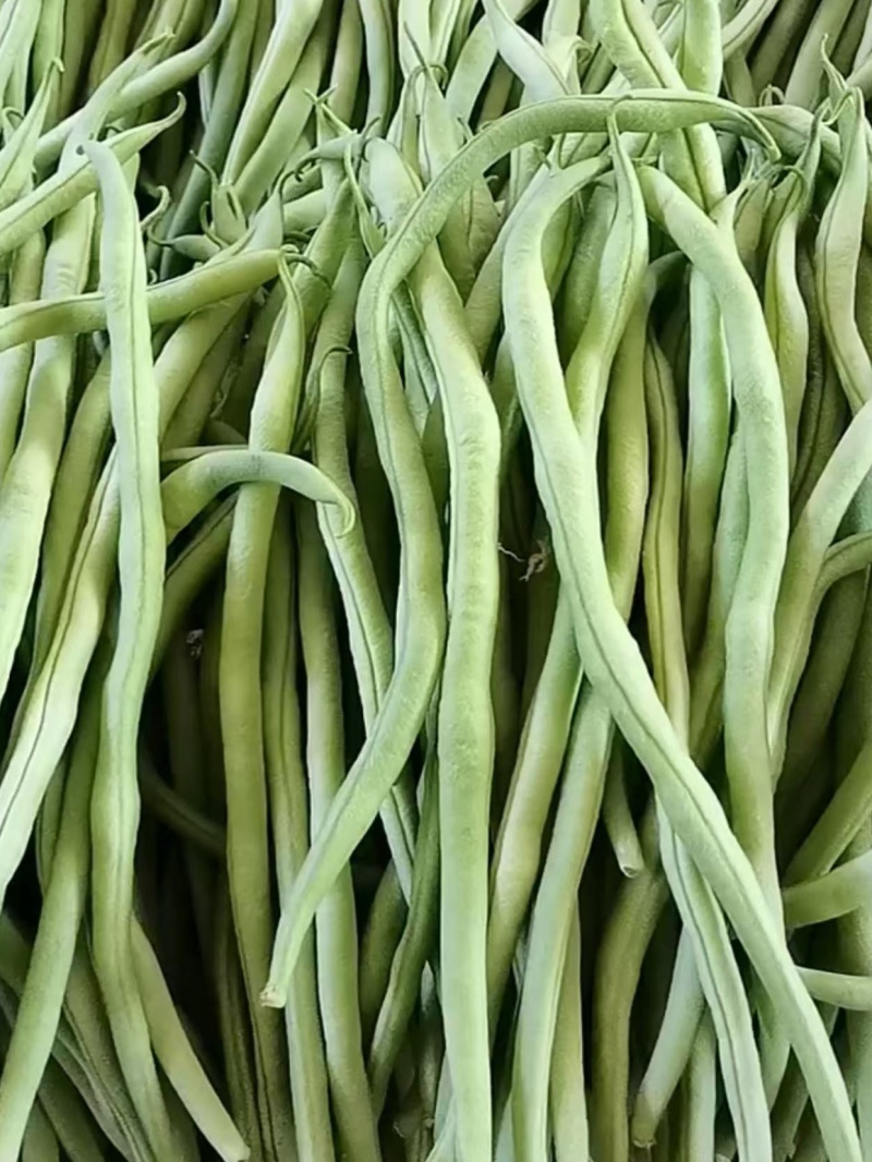 山西精品豆王一手货源新鲜采摘保质保量欢迎来电质询