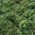 山西精品豆王一手货源新鲜采摘保质保量欢迎来电质询