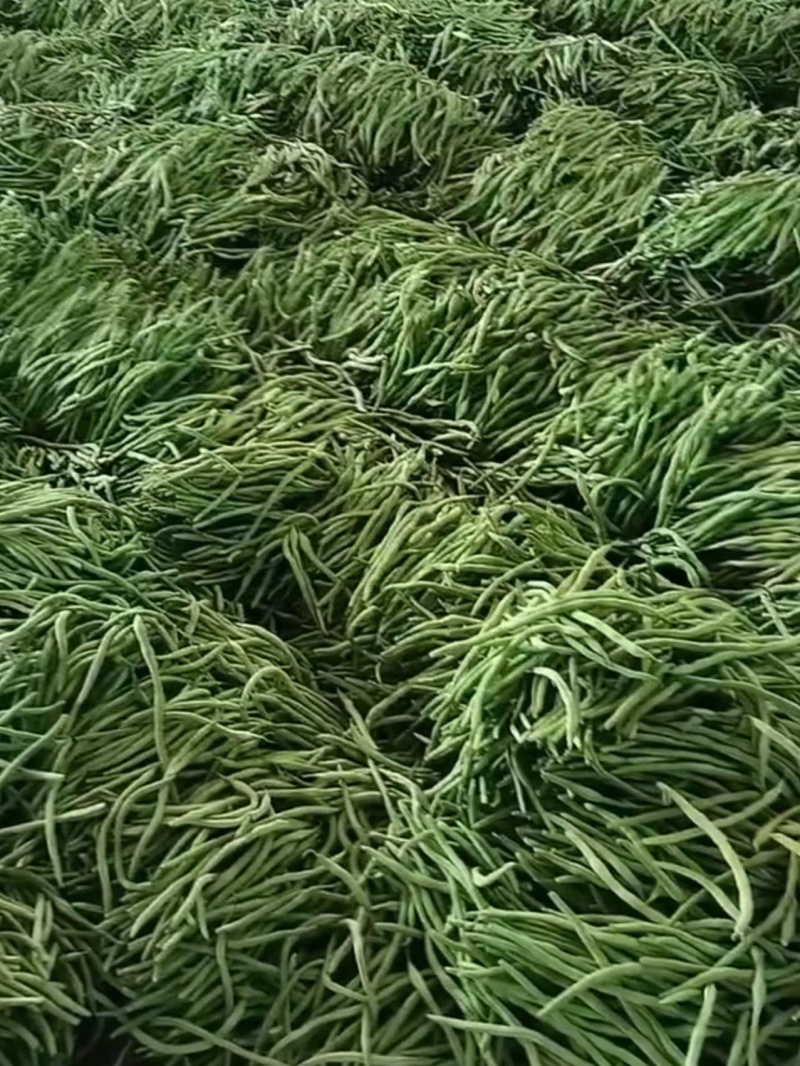 山西精品豆王一手货源新鲜采摘保质保量欢迎来电质询