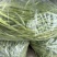 山西精品豆王一手货源新鲜采摘保质保量欢迎来电质询