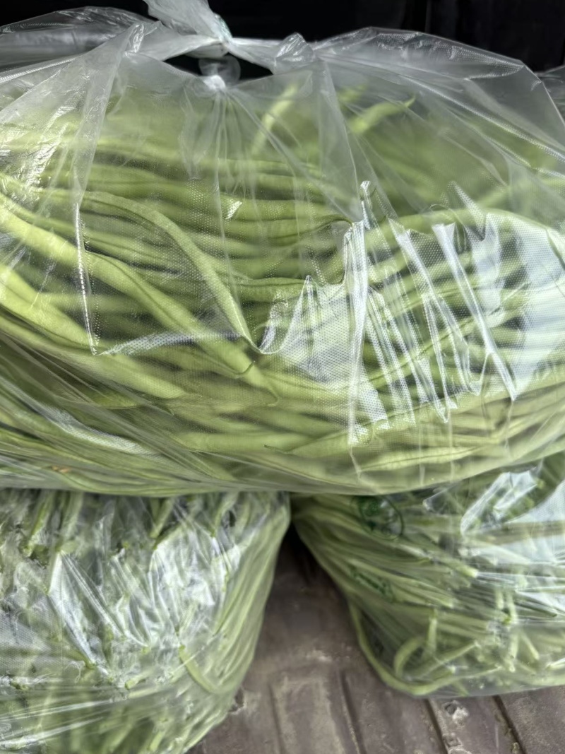 山西精品豆王一手货源新鲜采摘保质保量欢迎来电质询