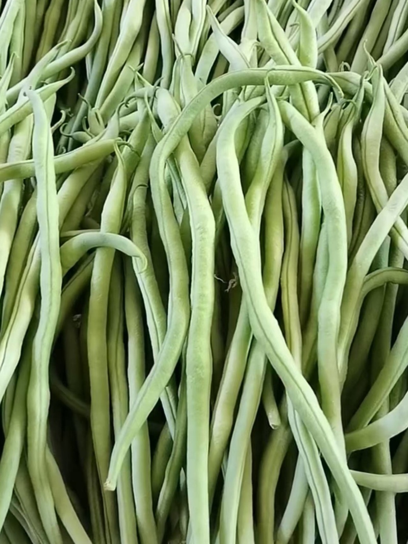 山西精品豆王一手货源新鲜采摘保质保量欢迎来电质询