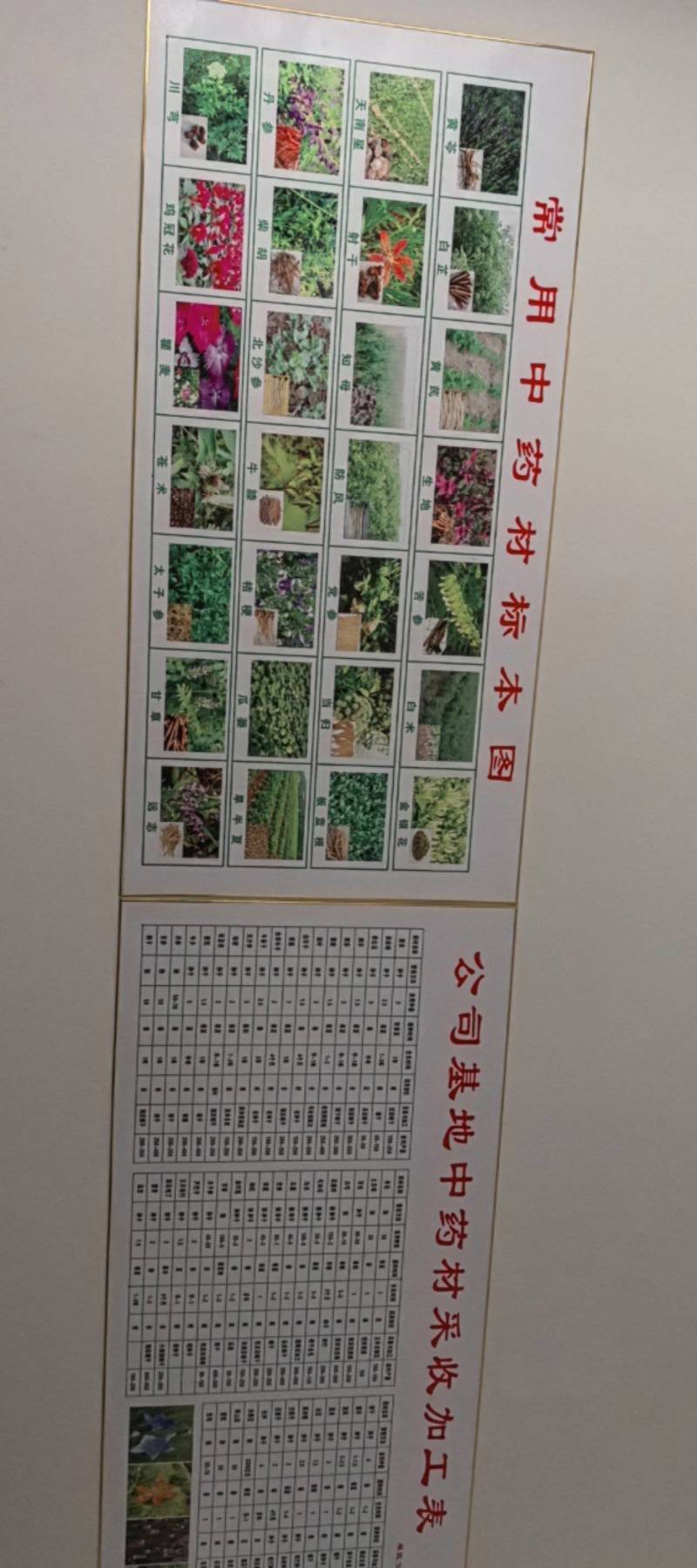 荆芥种子纯新种子，保质保量干净无掺杂土质价格实惠