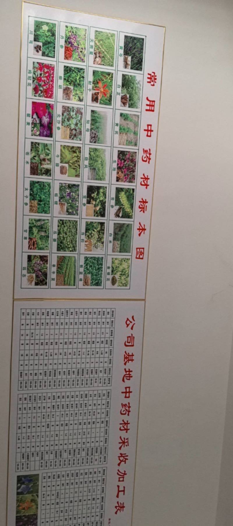 纯新射干种子，干净无杂志