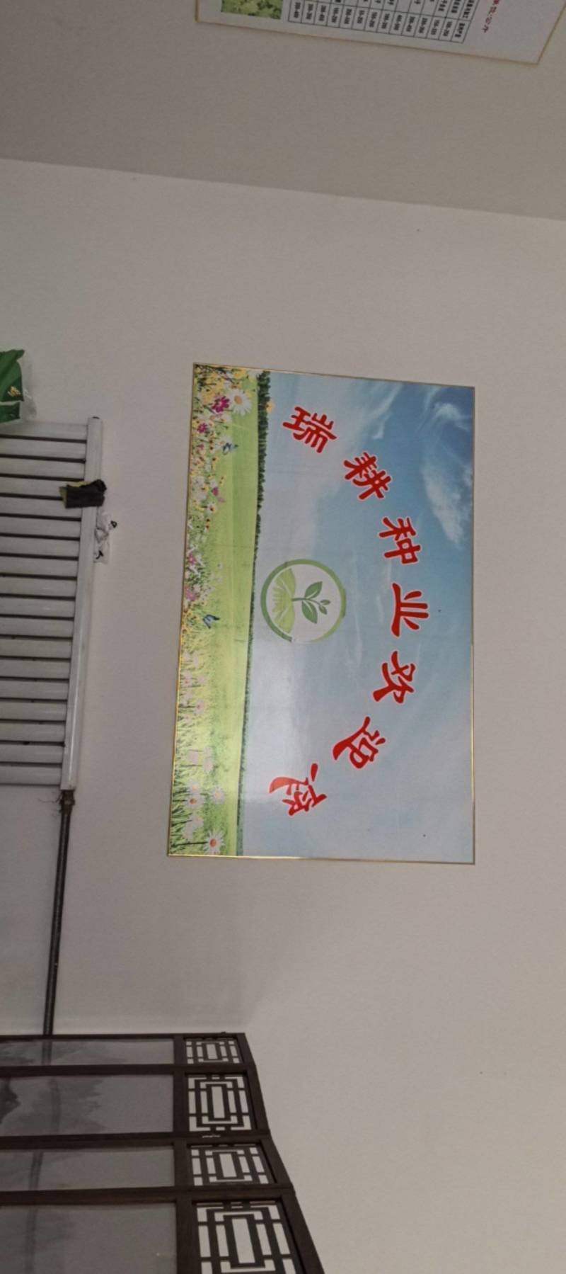 纯新射干种子，干净无杂志