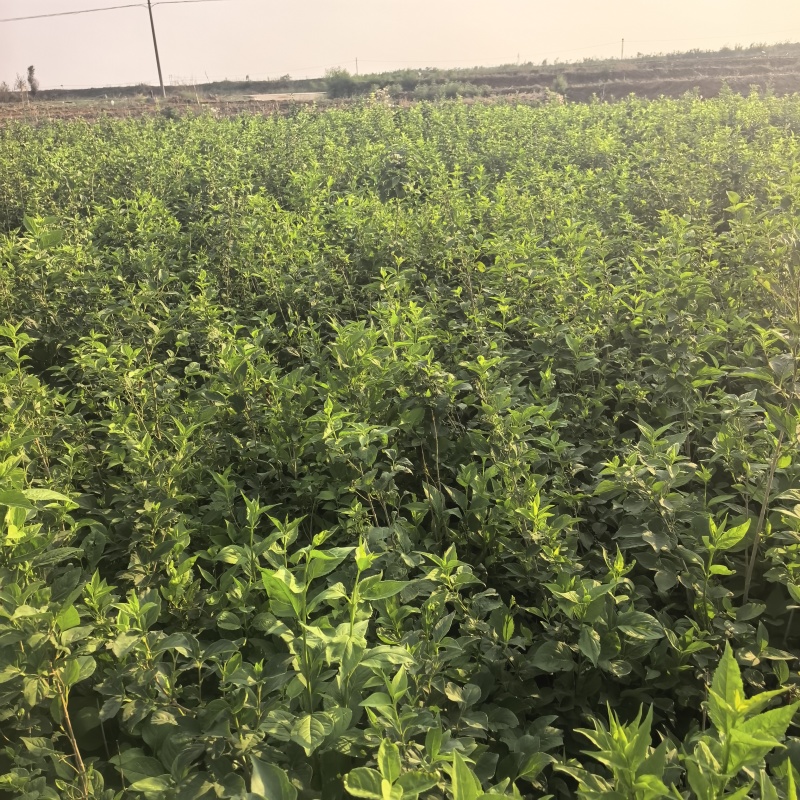 连翘绿化苗木免费打包装装车，协助找车