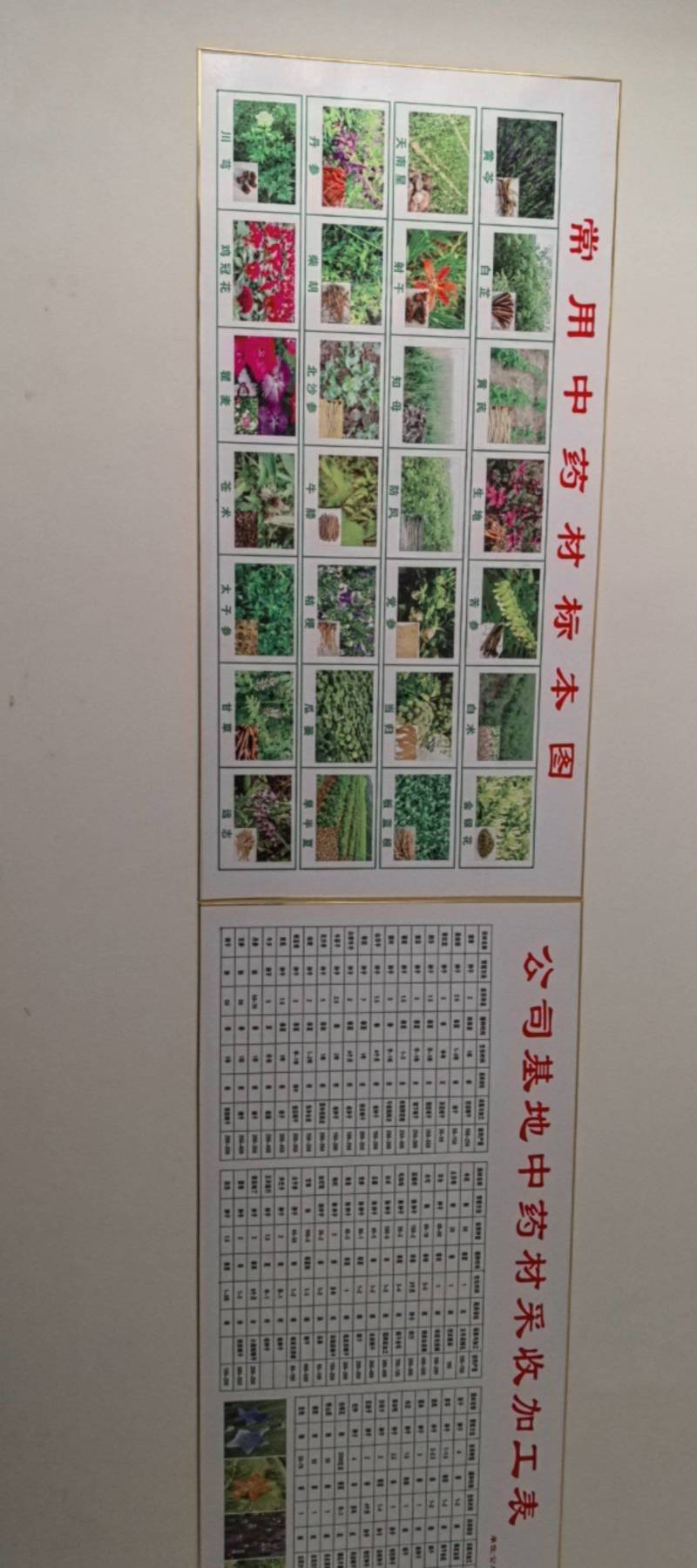 纯新苦参种子，干净无杂质，欢迎新老朋友下单