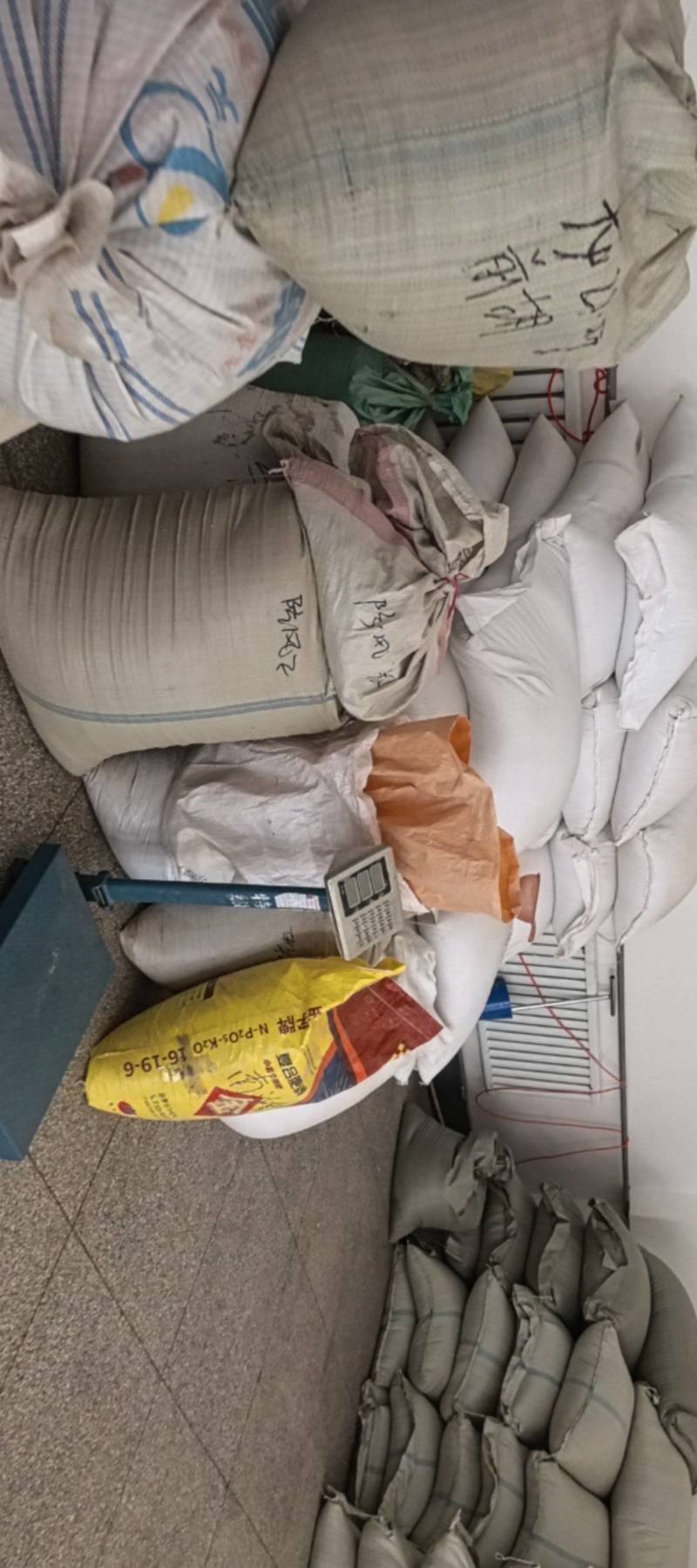 纯新苦参种子，干净无杂质，欢迎新老朋友下单