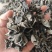 无增重原货东北秋耳干货头茬小碗耳高泡发率黑木耳口感脆爽