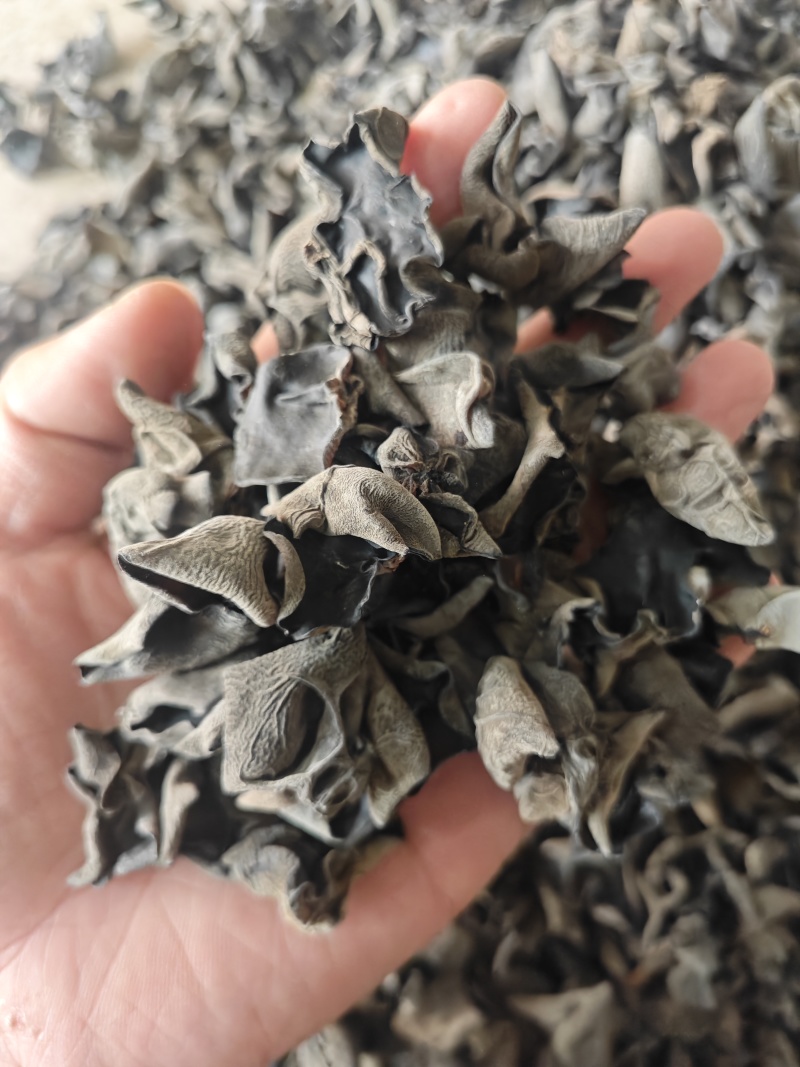 无增重原货东北秋耳干货头茬小碗耳高泡发率黑木耳口感脆爽