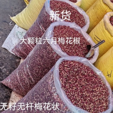 甘肃武都新货,特麻六月梅花椒,无籽无杆,形状像梅花,产地