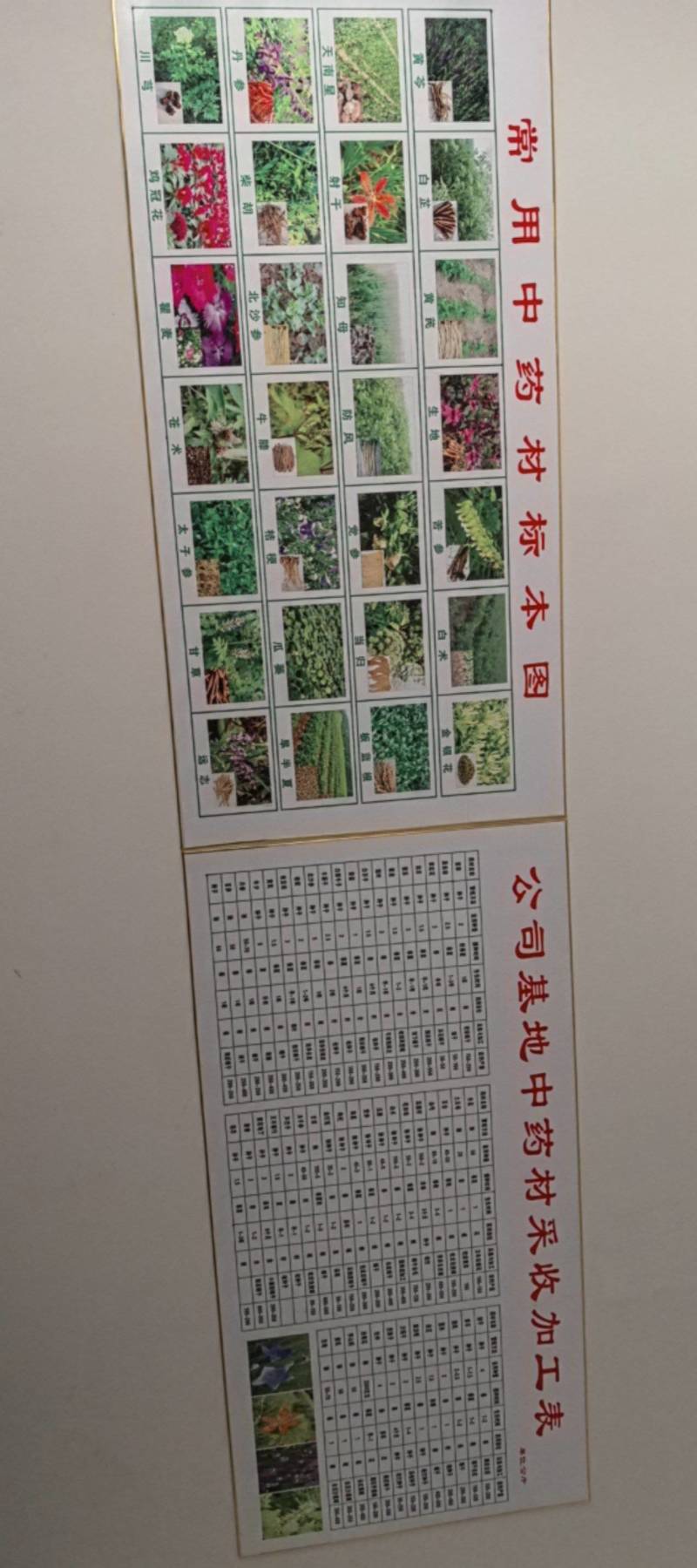 纯新苦地丁种子，干净无杂质，欢迎新老朋友下单