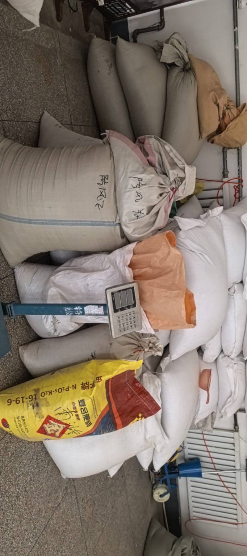 纯新前胡种子，干净无杂质，欢迎新老朋友下单