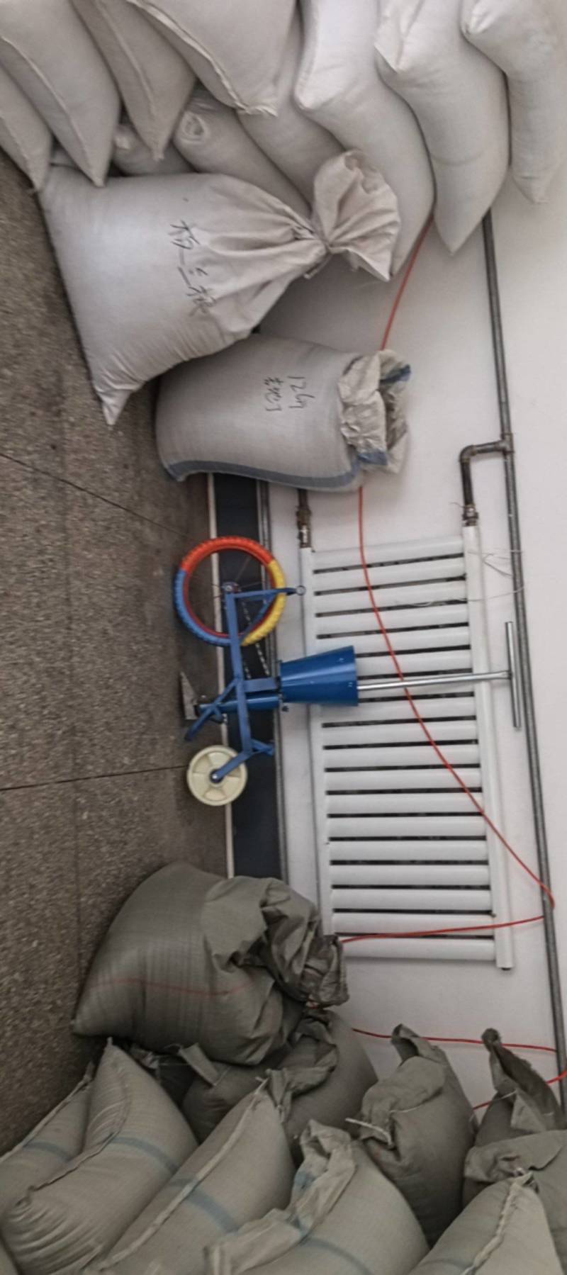 纯新前胡种子，干净无杂质，欢迎新老朋友下单