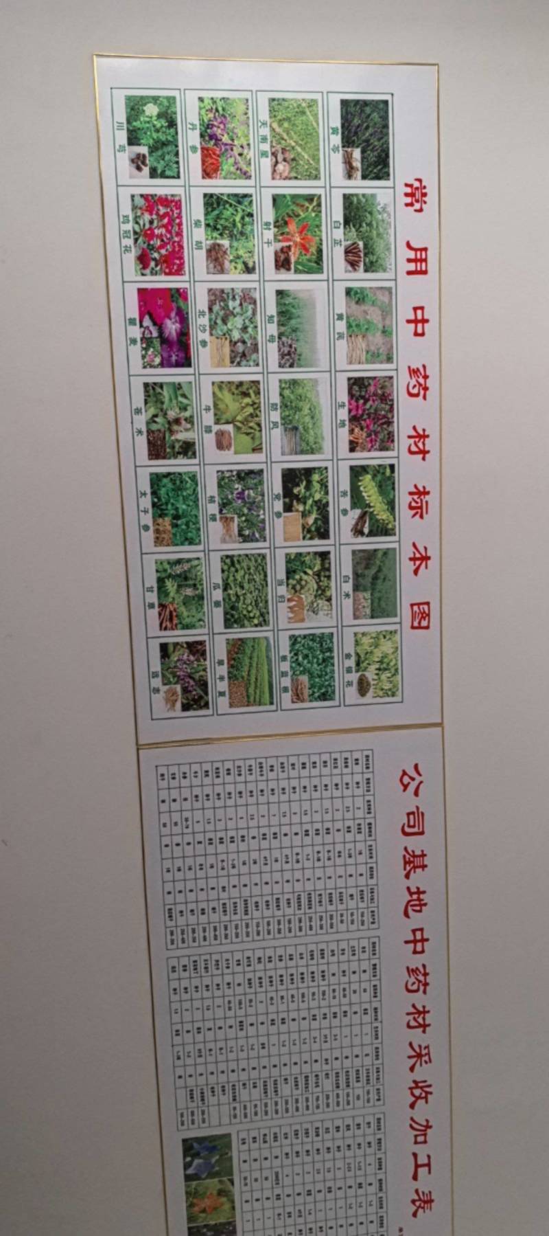 纯新白花鸡冠子，颗粒饱满，欢迎新老朋友下单