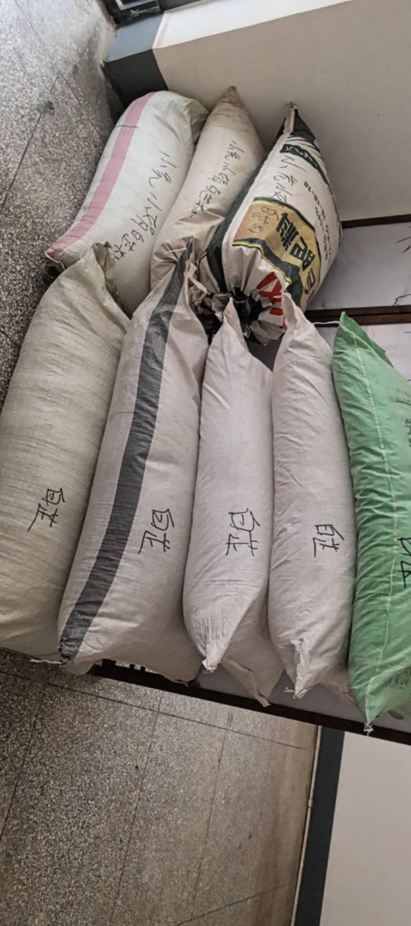 白芷种子