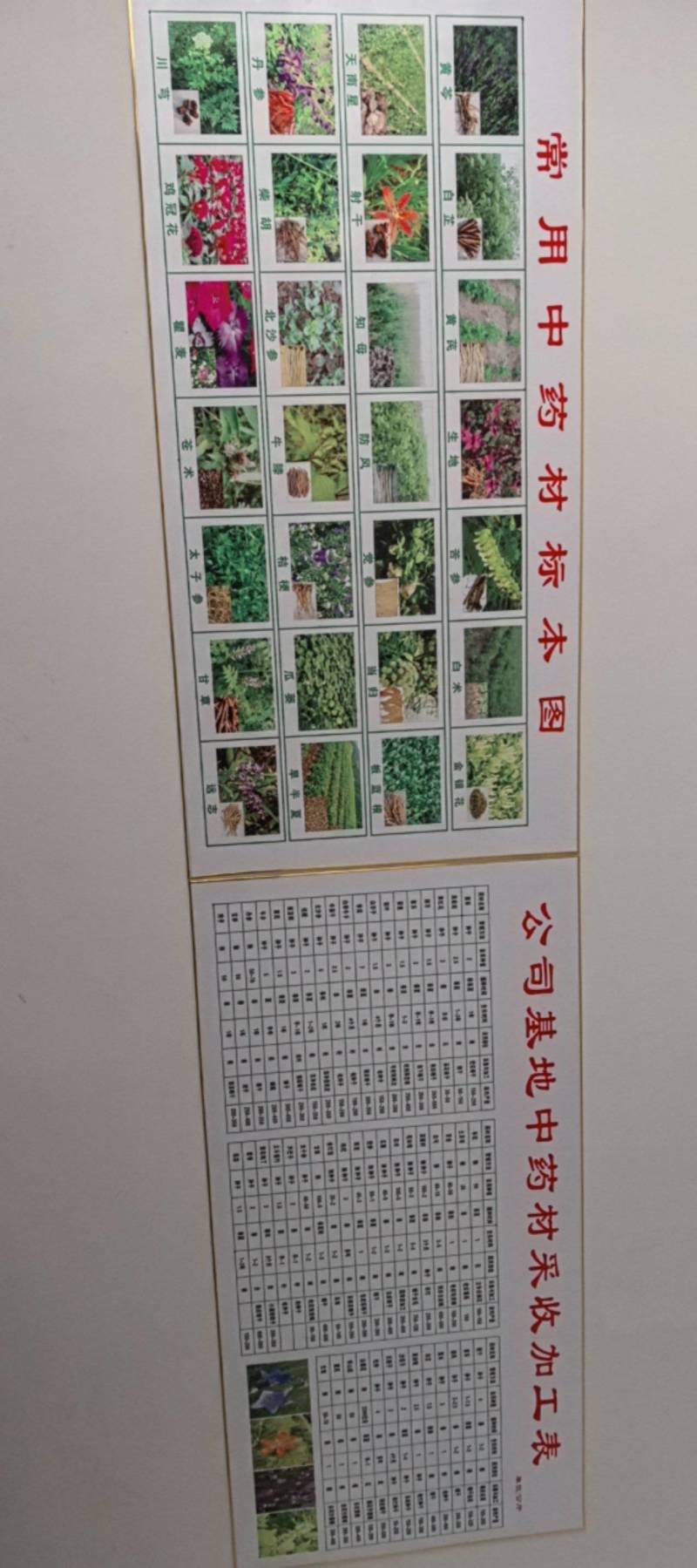 白芷种子