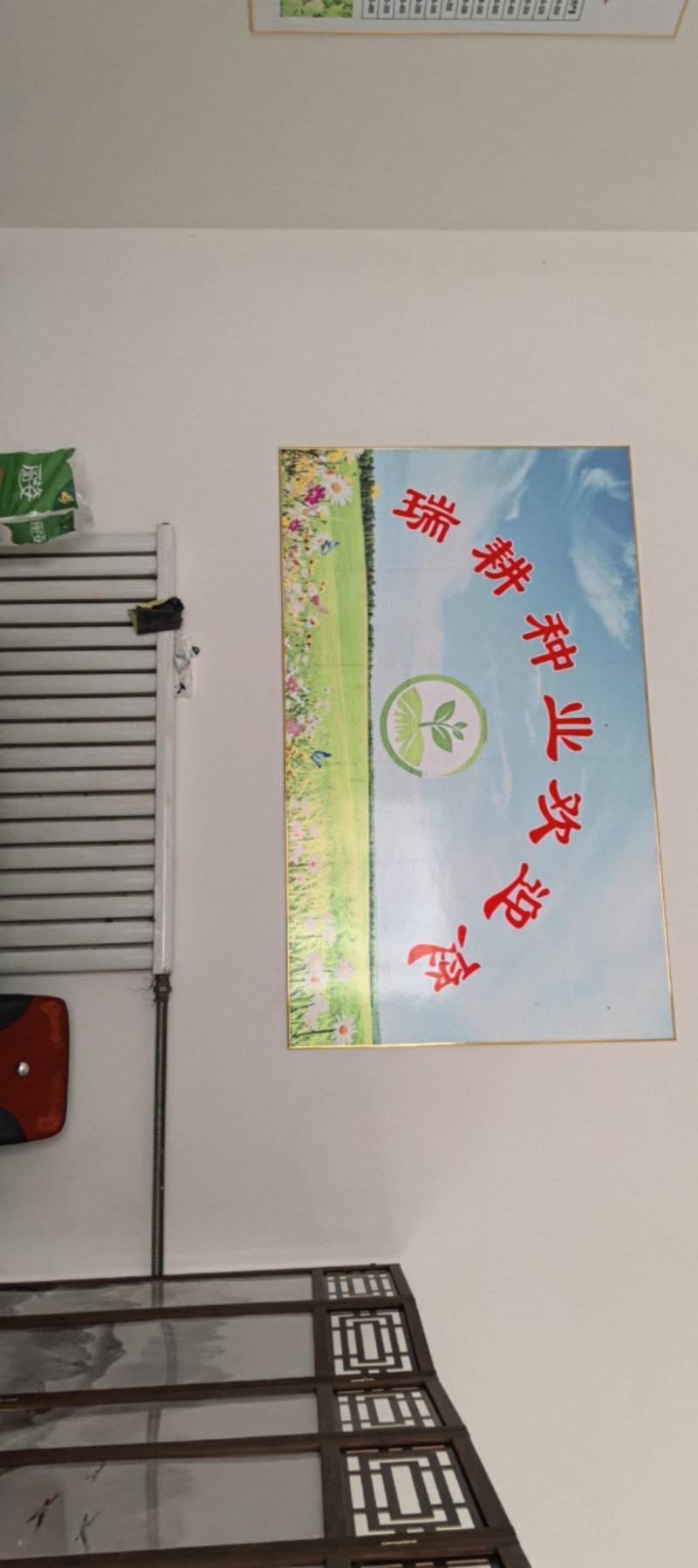 白芷种子