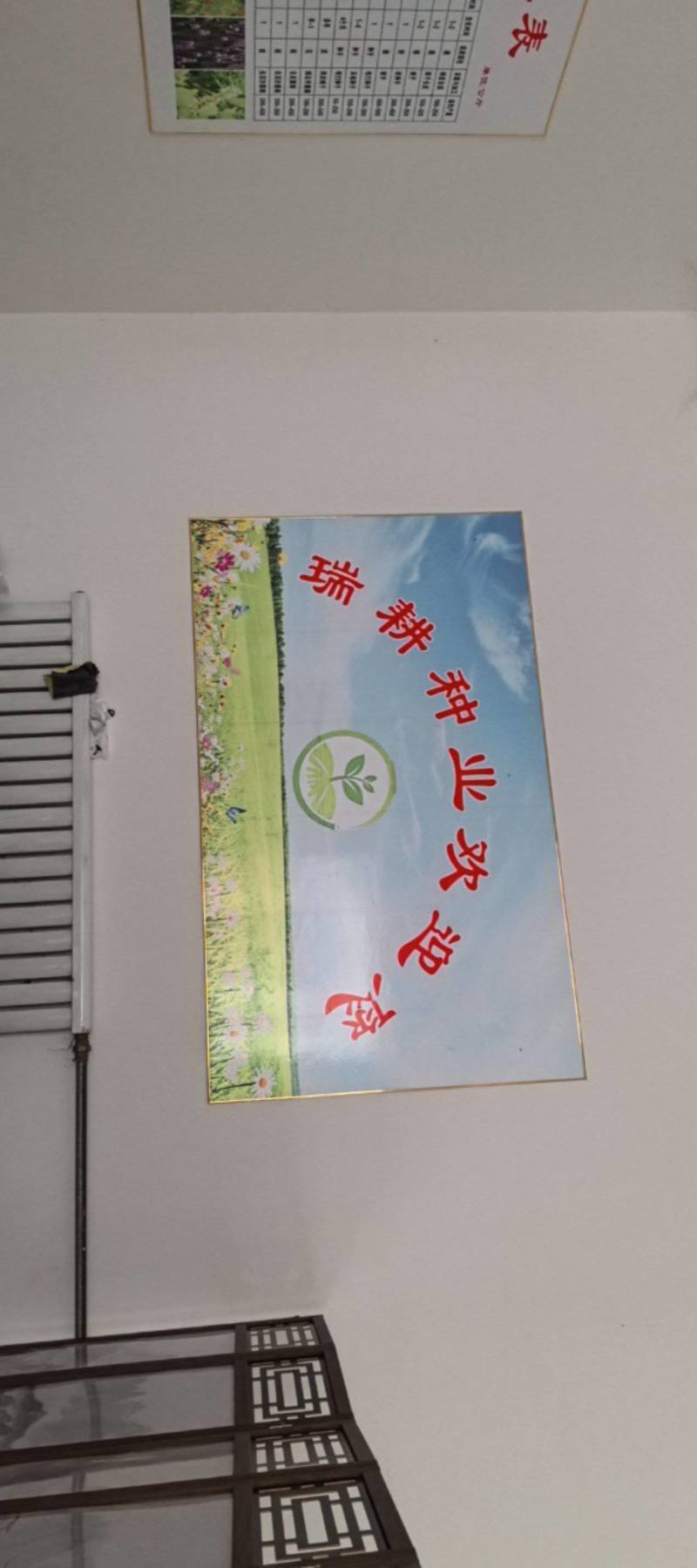 张家口防风种子，干净无杂志，关心新老朋友下单