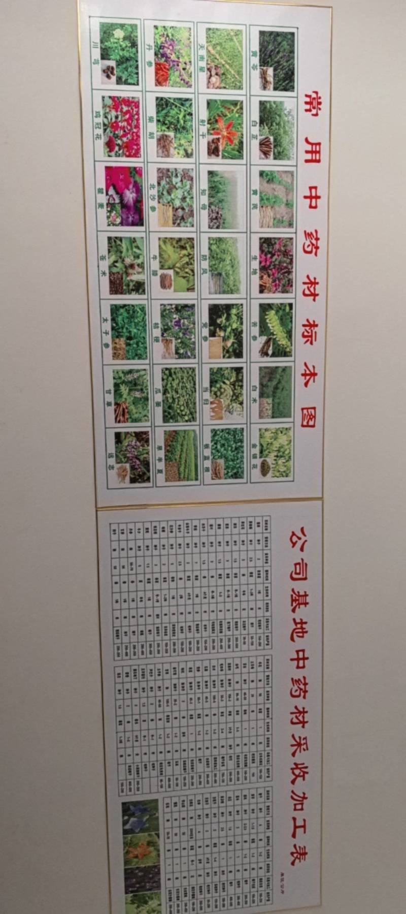 张家口防风种子，干净无杂志，关心新老朋友下单