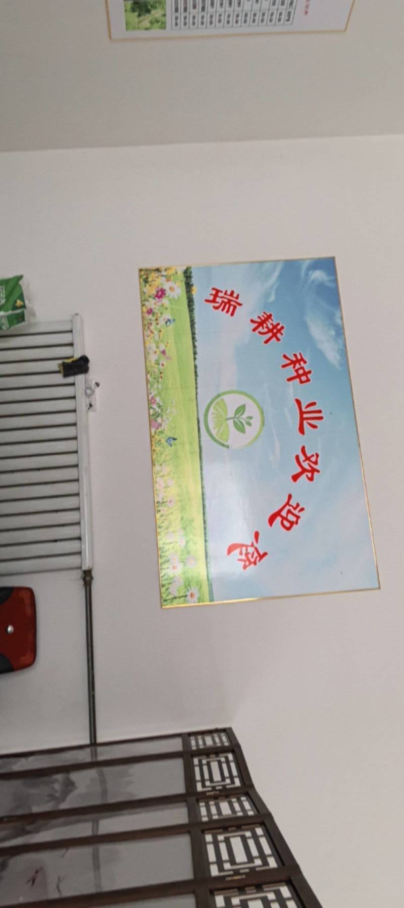 太子参种子新货上市保质保量，量大从优欢迎大家联系