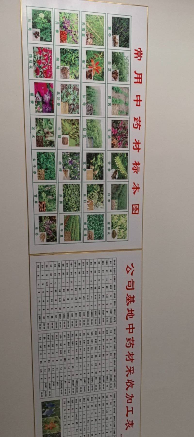 太子参种子新货上市保质保量，量大从优欢迎大家联系