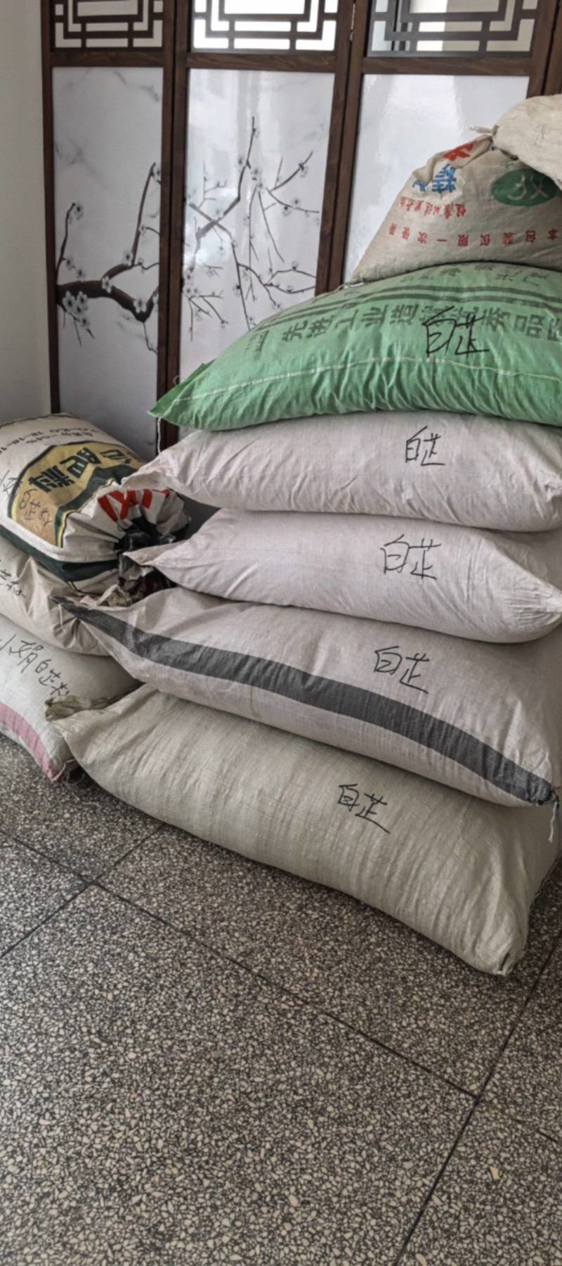 太子参种子新货上市保质保量，量大从优欢迎大家联系