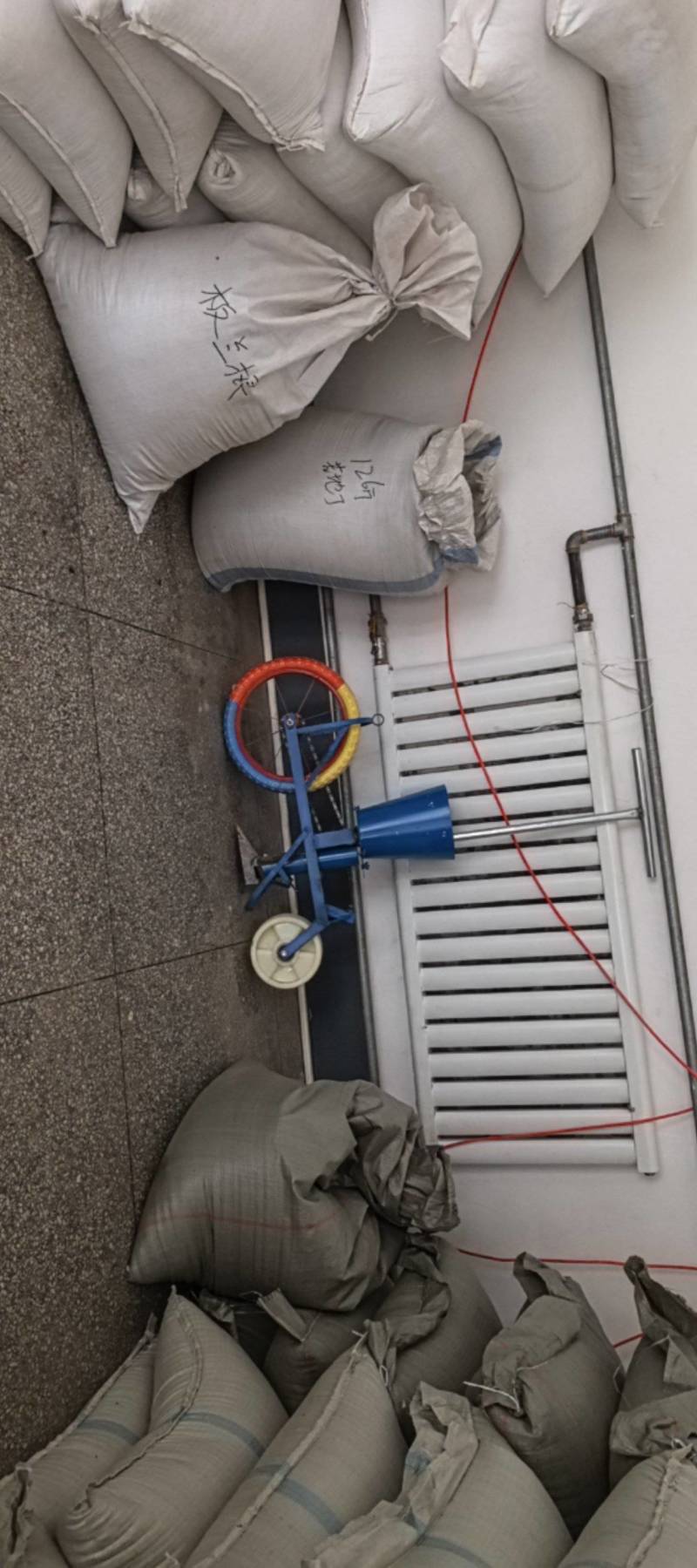 太子参种子新货上市保质保量，量大从优欢迎大家联系