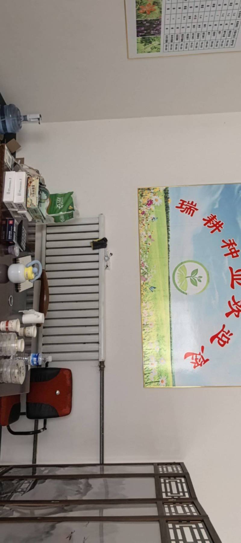 黄芩种子新货上市保质保量，量大从优欢迎大家联系