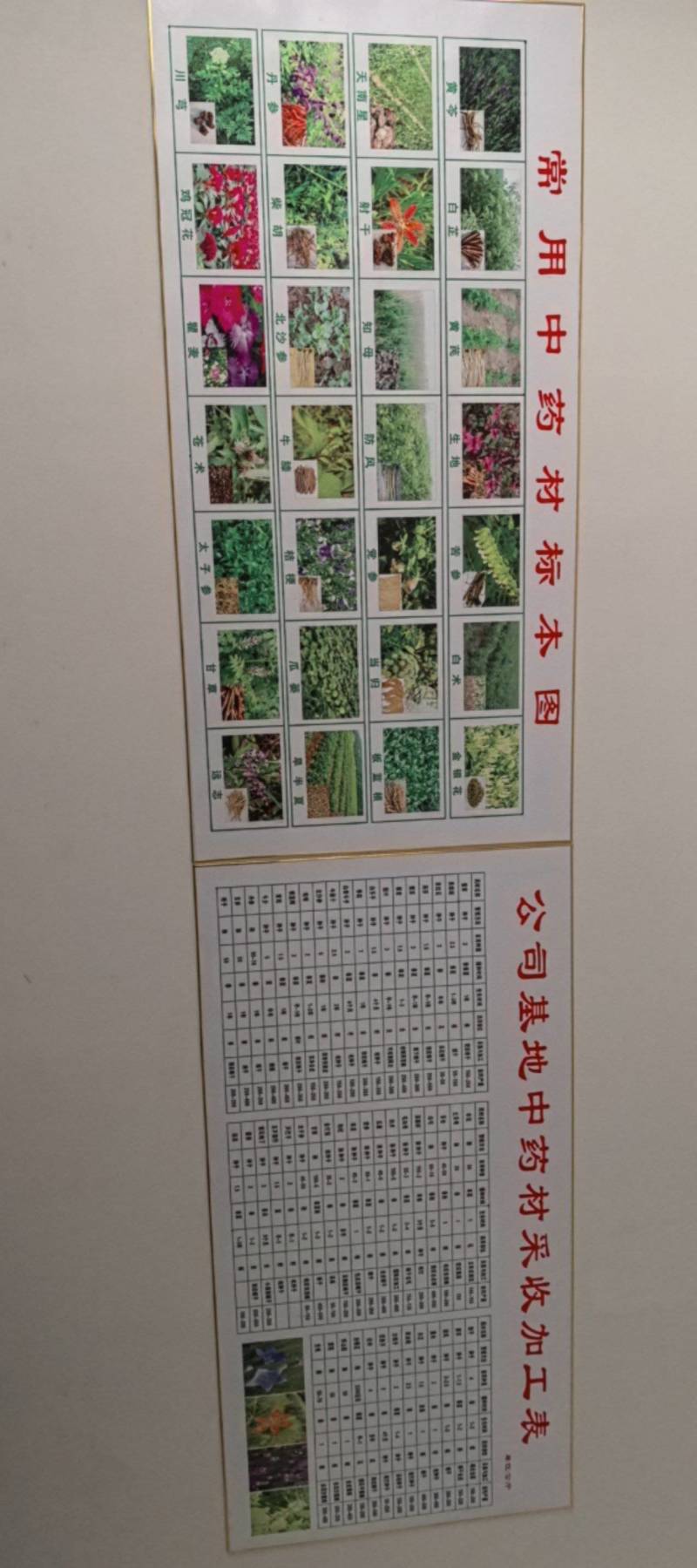 黄芩种子新货上市保质保量，量大从优欢迎大家联系