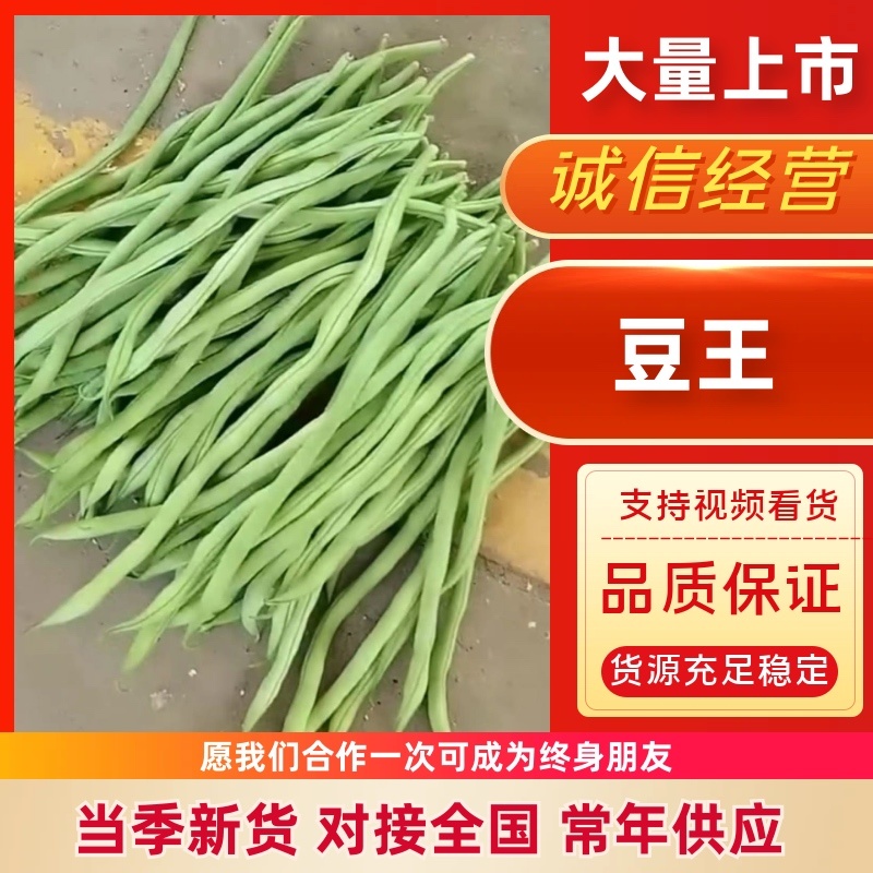 山西精品豆王一手货源新鲜采摘保质保量欢迎来电质询