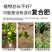高塔全水溶17-17-17硝硫基复合肥厂家直销