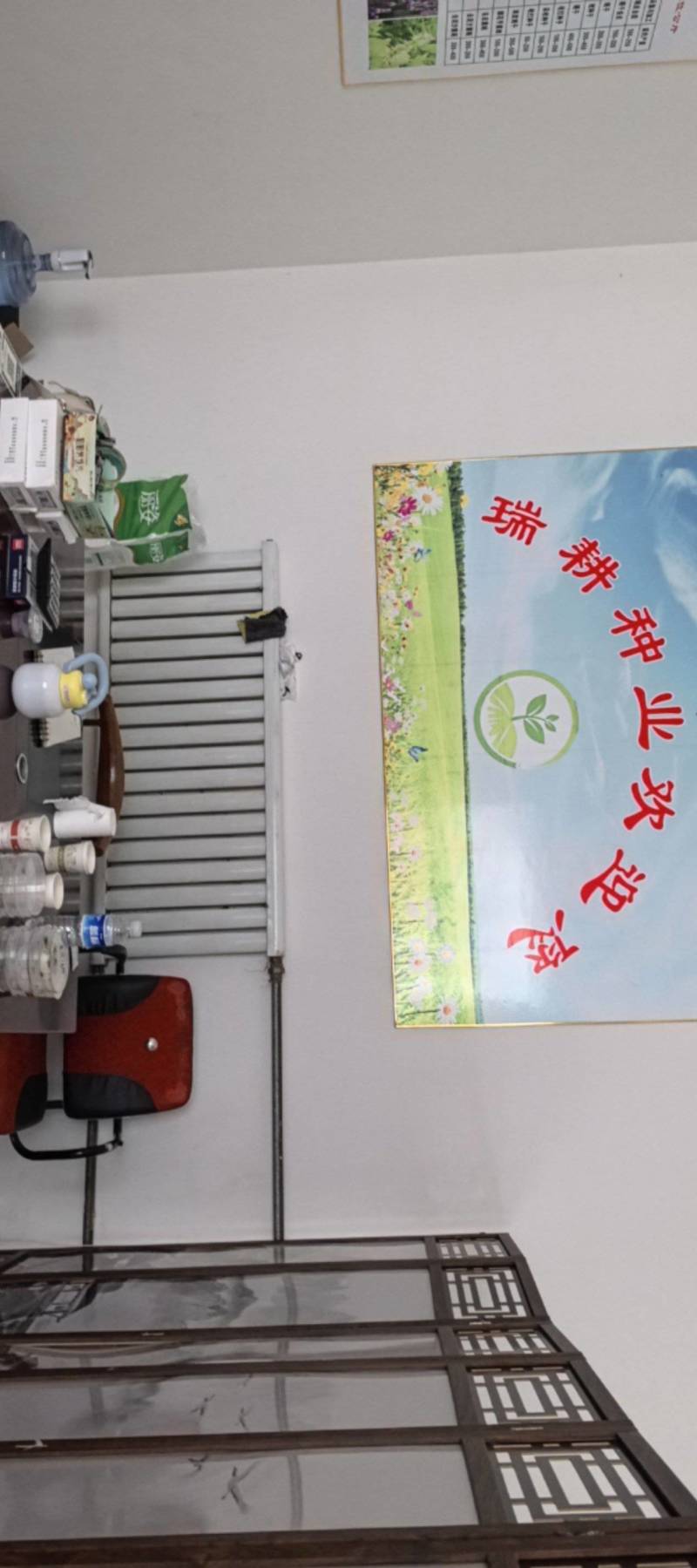 牛膝种子保质保量干净无掺杂土质价格实惠